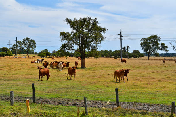 istock Australia, WA, Livestock 940081962