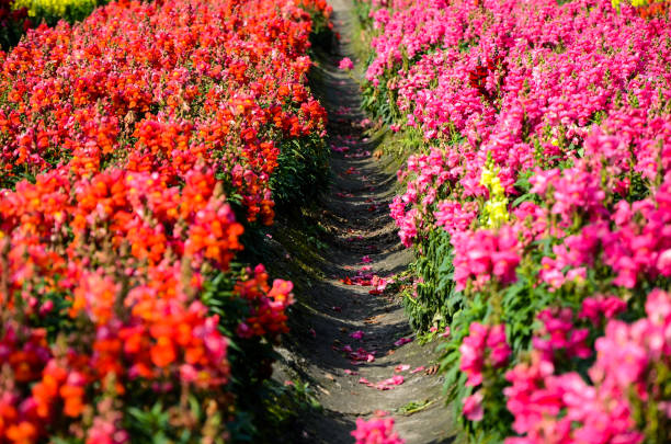 istock Salvia splendens and Snapdragon 940091126
