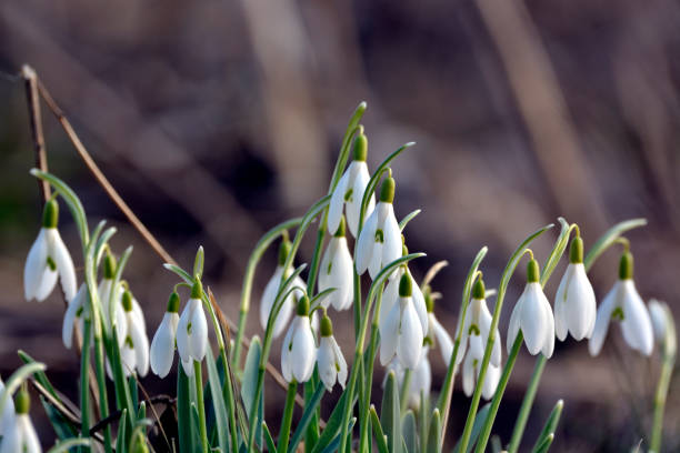 galanthus  - harbinger stock-fotos und bilder