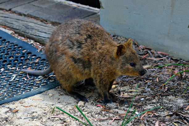 istock Australia, WA, Rottnest Island; quokka 940091944