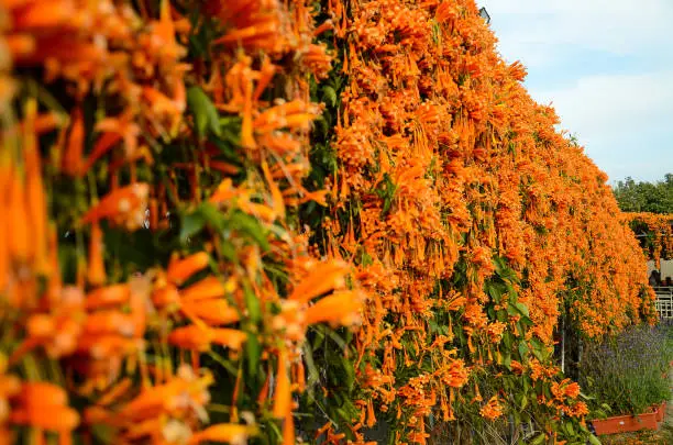 background,beautiful,beauty,blue,bright,closeup,color,colorful,field,fire-cracker vine,flame,flaming trumpet,floral,flower,fresh,garden,green,group,leaf,natural,nature,orange,ornate,outdoor,park,plant,pyrostegia,sky,spring,summer,trumpet,venusta,vine,white,wild,yellow