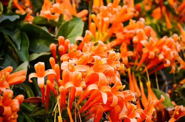 background,beautiful,beauty,blue,bright,closeup,color,colorful,field,fire-cracker vine,flame,flaming trumpet,floral,flower,fresh,garden,green,group,leaf,natural,nature,orange,ornate,outdoor,park,plant,pyrostegia,sky,spring,summer,trumpet,venusta,vine,white,wild,yellow