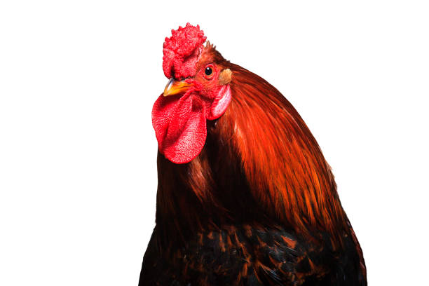 istock Cock with beautiful feathers on a white background 940095342