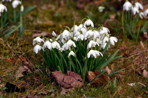 campanilla de nieve  - harbinger fotografías e imágenes de stock