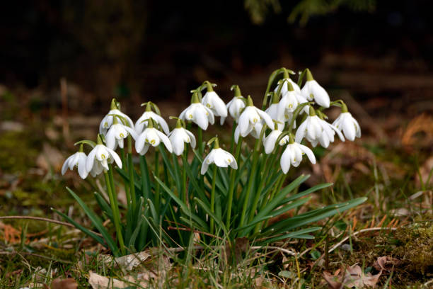 galanthus  - harbinger stock-fotos und bilder