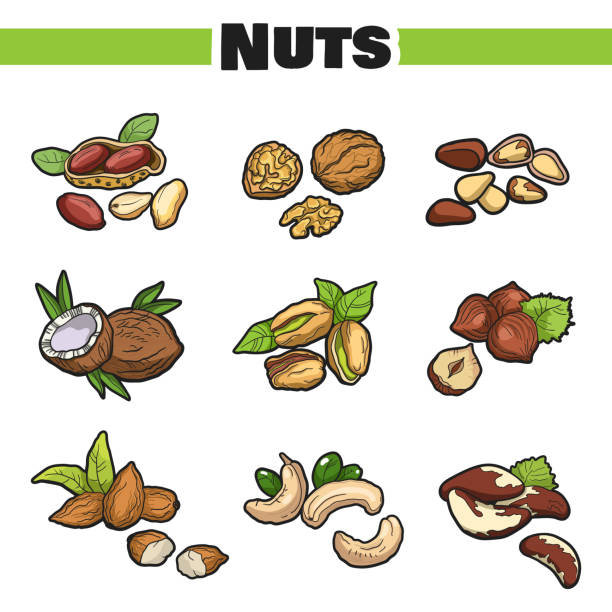 fresh_nuts_set - nut walnut almond brazil nut stock illustrations