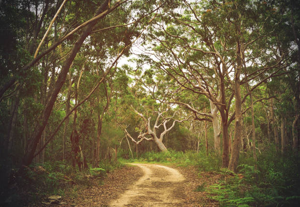 Trail through Angophora forest Dirt track through Angophora and eucalyptus forest, Royal National Park, Sydney, NSW, Australia australian bush stock pictures, royalty-free photos & images