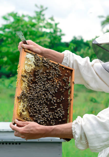 istock Beekeeper holding a honeycomb full of bees. Beekeeper in protective workwear inspecting honeycomb frame at apiary. Beekeeping concept. 940107530