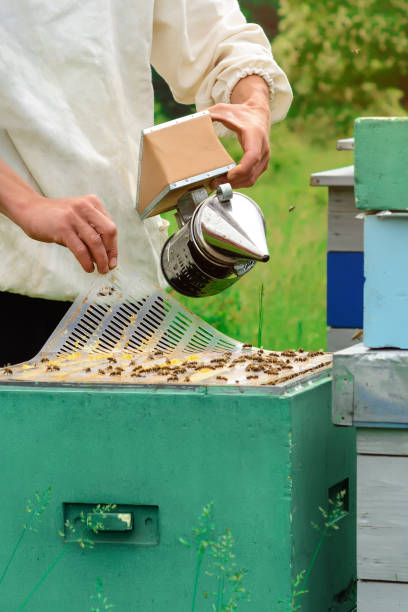 istock Beekeeper in protective workwear inspecting honeycomb frame at apiary. Beekeeping concept. 940107534