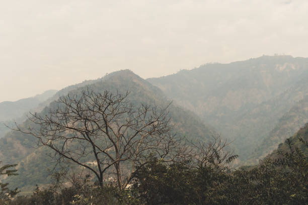 istock Dry tree branch on the fog 940107976