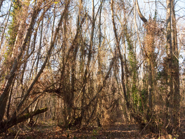 istock inside wood with many tree bare trunks tall forest woodland 940108092