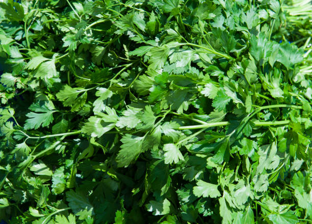 istock Fresh parsley in farmer's market 940108806