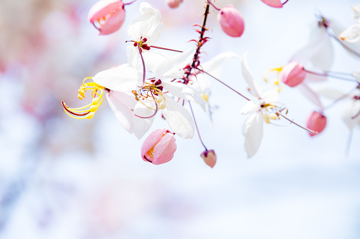 Rosa Flores Están Floreciendo En El Árbol Flores Hermosas En La Mañana Fondo De Pantalla Foto de stock y más banco de imágenes de Belleza - iStock Rosa Flores Están Floreciendo En El Árbol Flores Hermosas En La Mañana Fondo De Pantalla Foto de stock y más banco de imágenes de Belleza - iStock