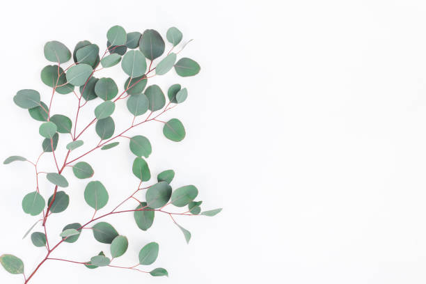 istock Eucalyptus leaves on white background. Flat lay, top view 940123696