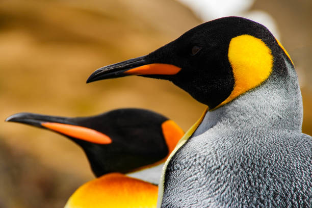 istock King penguins on South Georgia Island, Antarctica 940124578