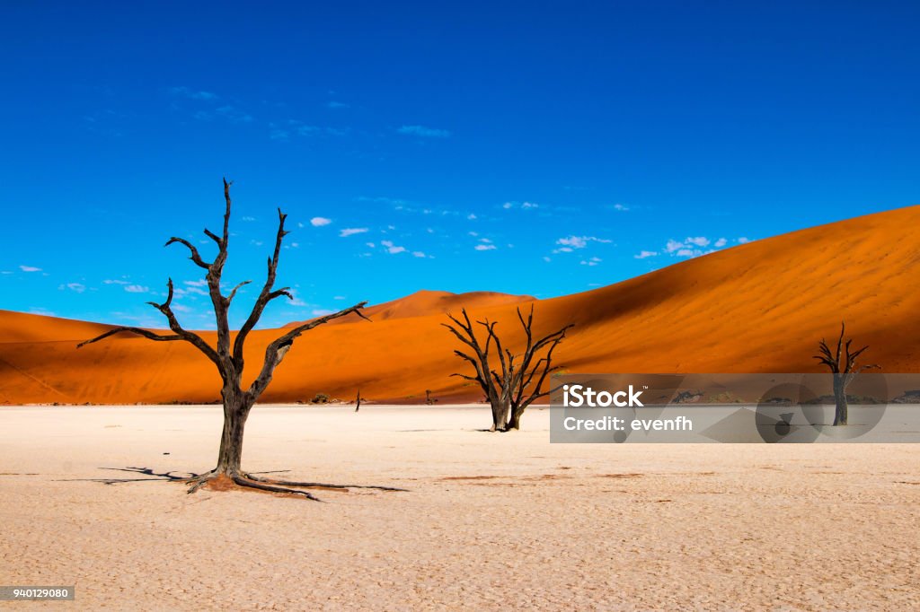 Deadvlei in Sossusvlei, Namibia Deadvlei is a white clay pan located near the more famous salt pan of Sossusvlei, inside the Namib-Naukluft Park in Namibia. Namibia Stock Photo