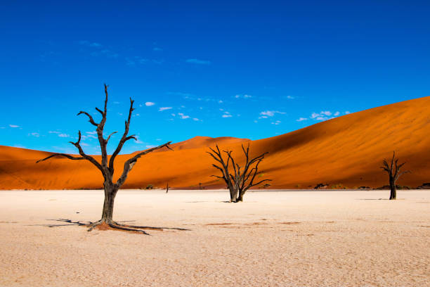 Deadvlei in Sossusvlei, Namibia Deadvlei is a white clay pan located near the more famous salt pan of Sossusvlei, inside the Namib-Naukluft Park in Namibia. acacia tree photos stock pictures, royalty-free photos & images