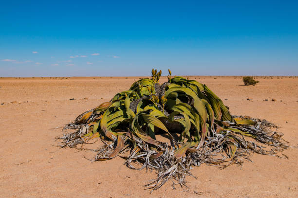 Welwitschia is the national flower of Namibia Welwitschia is a monotypic gymnosperm genus, comprising solely the distinctive Welwitschia mirabilis. swakopmund photos stock pictures, royalty-free photos & images
