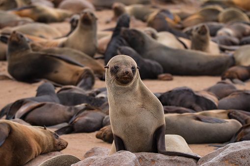 Cape Cross is a small headland in the South Atlantic in Skeleton Coast, western Namibia, on the C34 highway some 60 kilometres north of Hentiesbaai and 120 km north of Swakopmund on the west coast of Namibia.