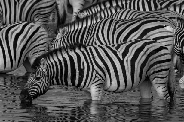 istock Beautiful zebras at a waterhole in Namibia 940131374