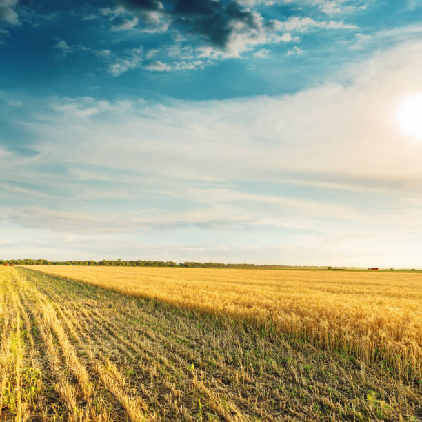 istock harvesting on golden agriculture field in sunset 940133754