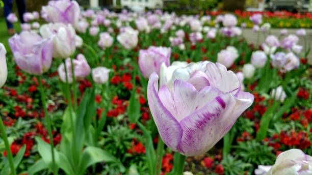 istock White tulips in the park 940134064