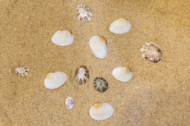 istock shells on the yellow sand of the beach 940134682