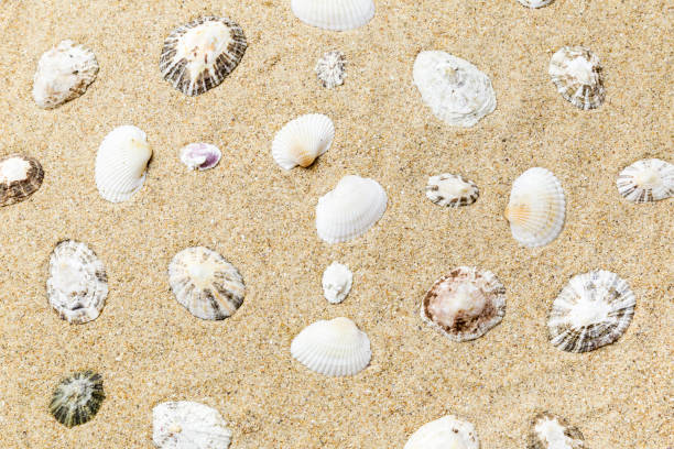 istock shells on the yellow sand of the beach 940134712