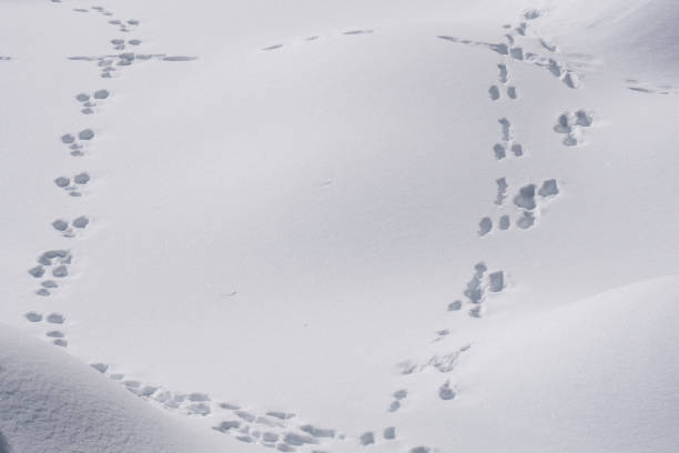 istock tracks of animals trails on white snow 940134848