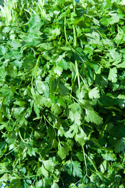 istock Fresh parsley in farmer's market 940138182