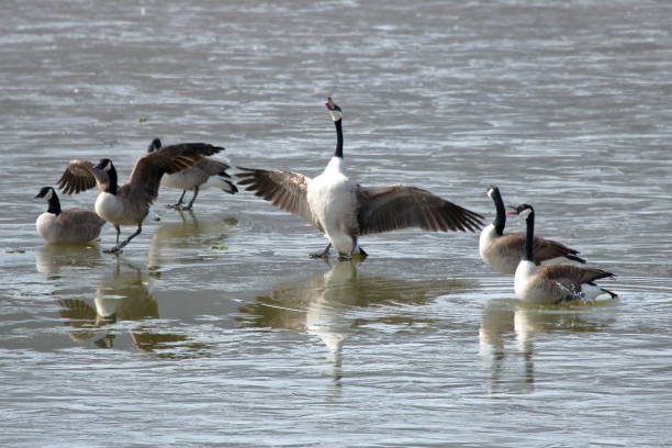istock Canadian Goose Choir 940139462