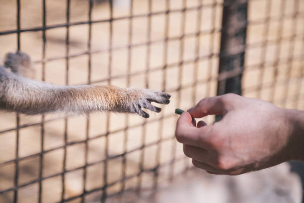 istock Close-up of monkey taking food from a human hand 940140606