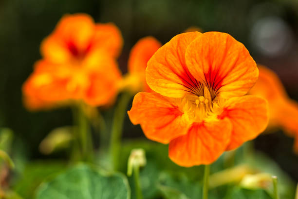 nasturtium or tropaeolum flower stock photo