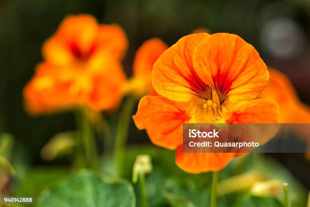 Nasturtium Or Tropaeolum Flower Stock Photo - Download Image Now - Nasturtium, Flower, Salad