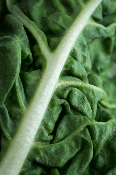 Close up chard on colorful table
