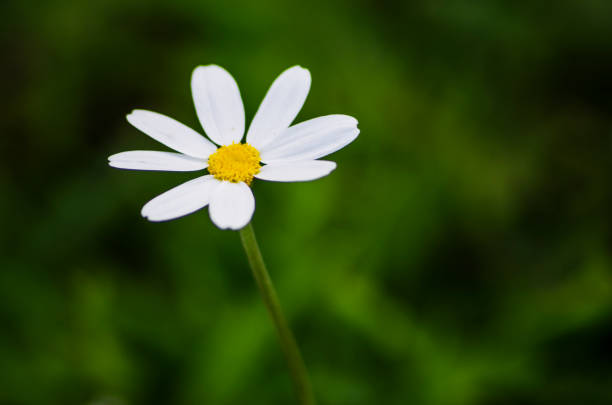 A background of a chamomile flower