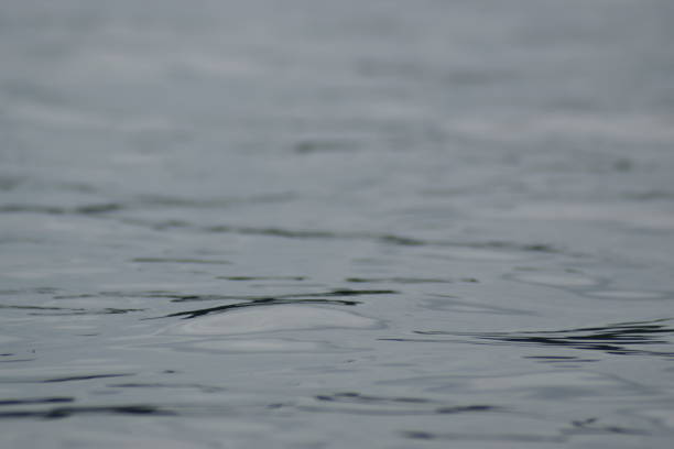 Ripples on the surface of a lake