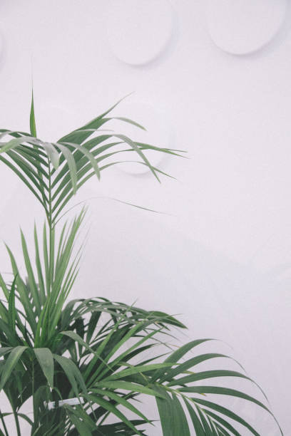 Green plant growing against white wall stock photo