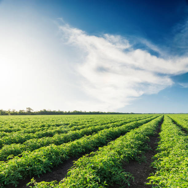 istock agriculture green field with tomatoes and blue sky with clouds in sunset 940148096