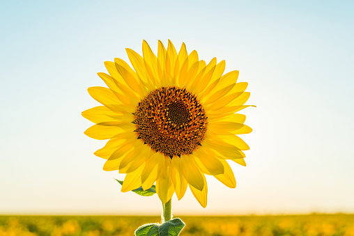 bright yellow flower of sunflower in field