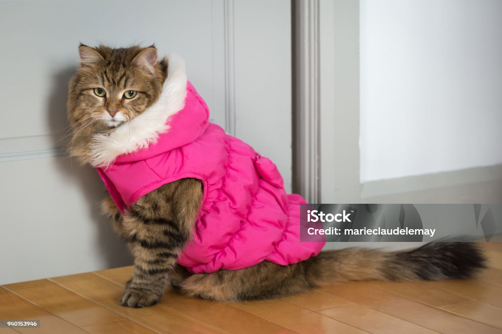winter cat in puffer jacket