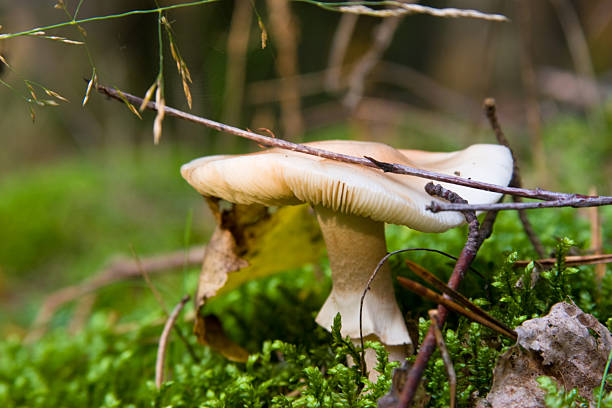 Mushroom Mushroom in the Forest Blewit stock pictures, royalty-free photos & images