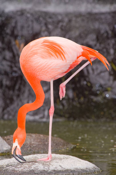 istock Colorful Flamingo in a pond 940156938