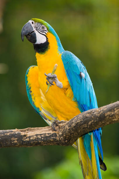 istock Blue-and-yellow Macaw in deep vegetation - Ara ararauna 940156966