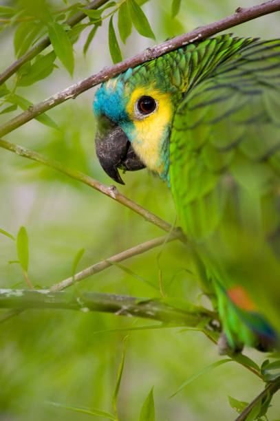 istock Parrot camouflaged in dense vegetation 940156976