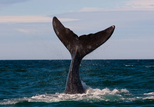 istock A Right Whale in Peninsula Valdes, Argentina. 940157012