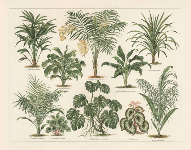 Houseplants, lithograph, published in 1897 Houseplants: 1) Chinese windmill palm (Chamaerops excelsa, or Trachycarpus fortunei); 2) Cornstalk dracaena (Dracaena fragrans, or Dracaena regina); 3) Chamaedorea lunta, or chamaedorea elegans; 4) Dumbcane (Dieffenbachia Seguine picta); 5) Dracaena nutans; 6)  Wild date palm (Phoenix reclinata); 7) Watermelon peperomia (Peperomia argyrea); 8) Swiss Cheese Plant (Philodendron pertusum, or Monstera deliciosa); 9) Begonia rex; 10) Cocos flexuosa (or Syagrus flexuosa). Lithograph, published in 1897. syagrus stock illustrations