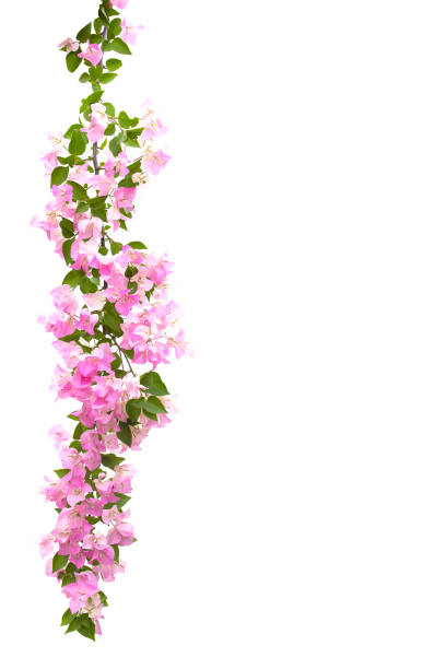 istock bougainvilleas isolated on white background. 940157118