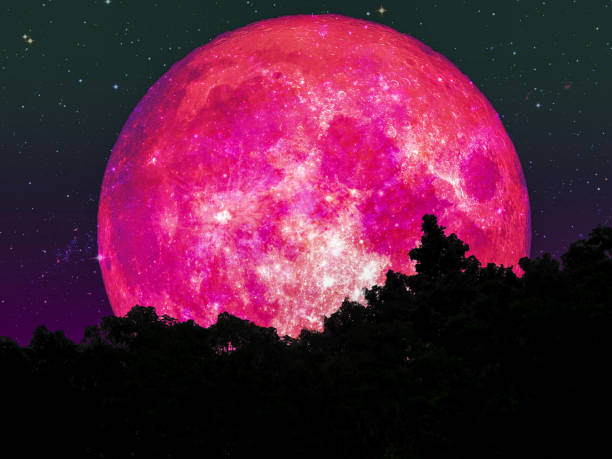 istock super full pink moon silhouette tree forest star on sky 940157374