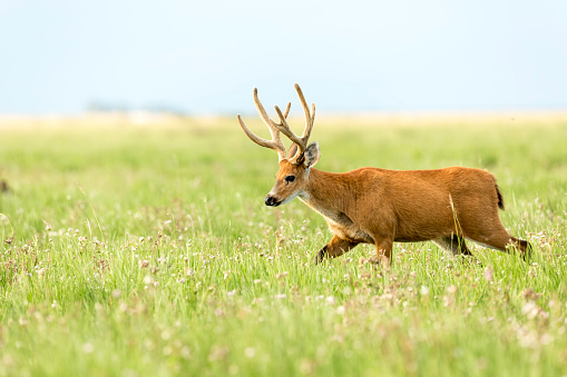 Male Marsh Deer (Blastocerus dichotomus)